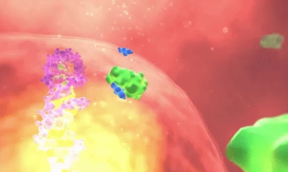 Androgen receptor signaling occurs when androgens or alternative ligands bind to the receptor