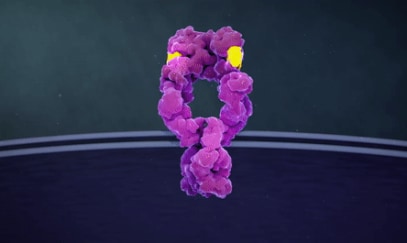 HER2 and mEGFR supporting cell growth and division