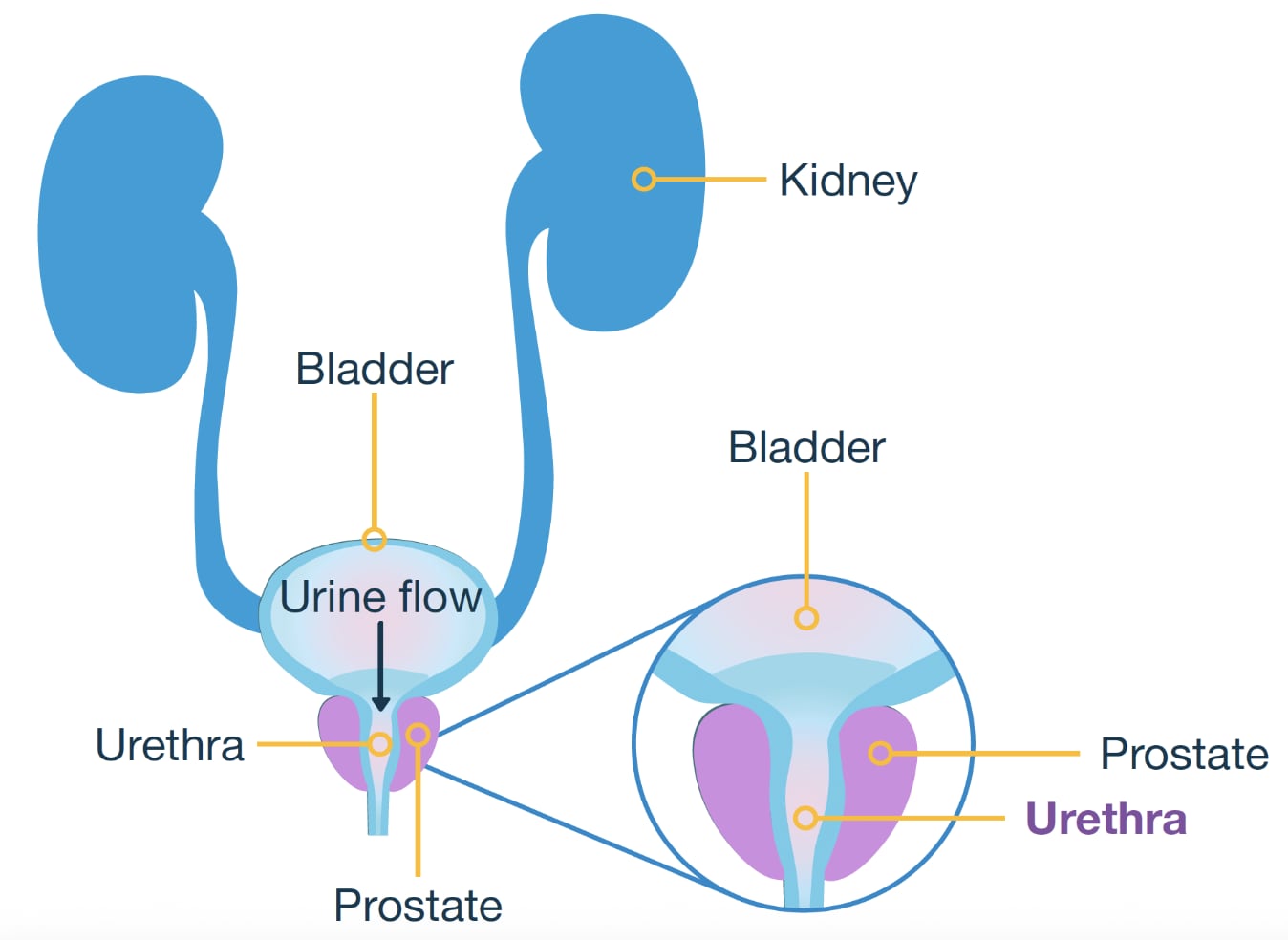 Diagram of the male urinary system showing kidneys, bladder, and the position of the prostate.